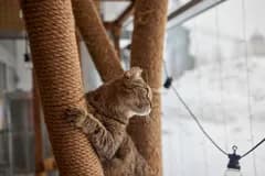 Icon representing Hotel para Gatos