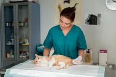 Icon representing Cuidados com o Gato