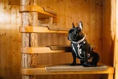 Icon representing Hotel para Cães