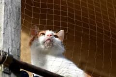 Icon representing Rede de Gato