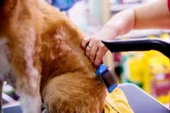 Icon representing Pet Grooming